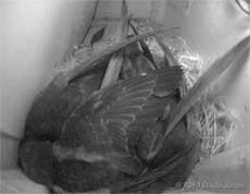 The Swift family in SW(UP) tonight, 3 July