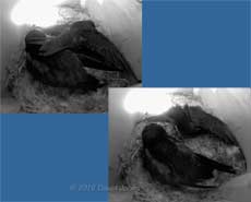 The Swift chicks in SW(UP); stretching exercises - 2, 5 July