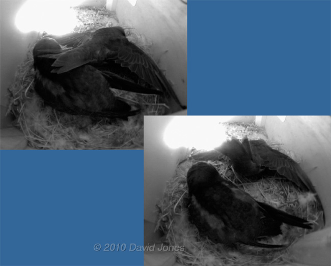 The Swift chicks in SW(UP); stretching exercises - 2, 5 July