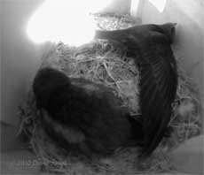 The Swift chicks in SW(UP); stretching exercises - 1, 5 July