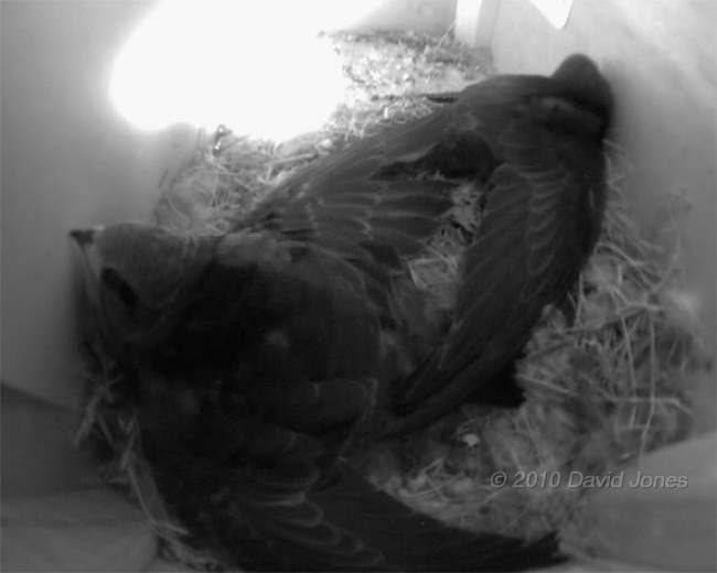 The Swift chicks in SW(UP); stretching exercises - 3, 5 July