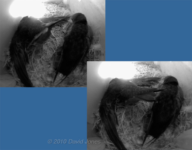 The Swift chicks in SW(UP); stretching exercises - 4, 5 July