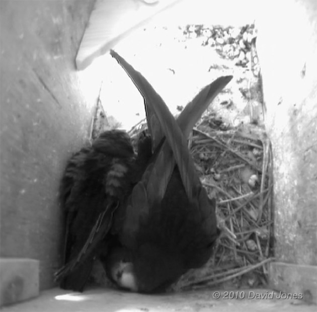 Swift chick next to parent in SW(LE), 5 July