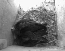 Swift chicks in SW(LE), 5 July