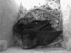 Swift chicks in SW(LE) - wing stretched, 5 July