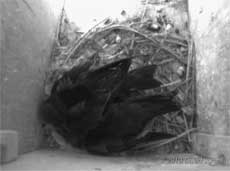 Swift chicks in SW(LE) - wings crossed, 5 July