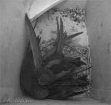 Swift family in SW(LE) tonight, 8 July