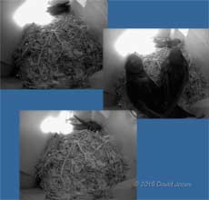 Swift chicks in SW(UP) visit box entrance when parents are absent, 8 July