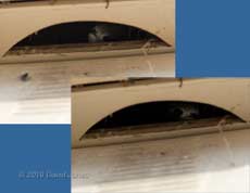 Swift chick looks out of SW(UP), 8 July