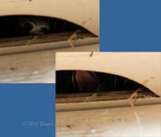 Swift chick looks out of SW(UP) and yawns, 8 July