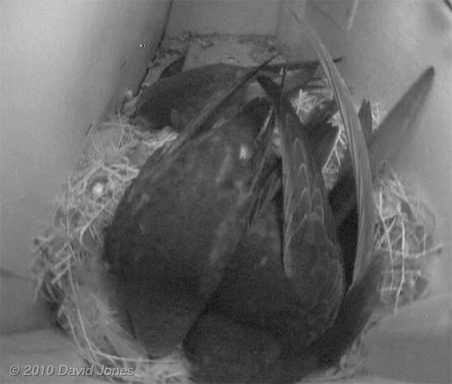  Swift family in SW(UP) tonight, 8 July