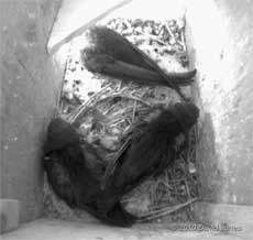 The Swift chicks in SW(LE) this morning, 10 July