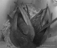 Swift family in SW(UP) tonight - 1, 10 July