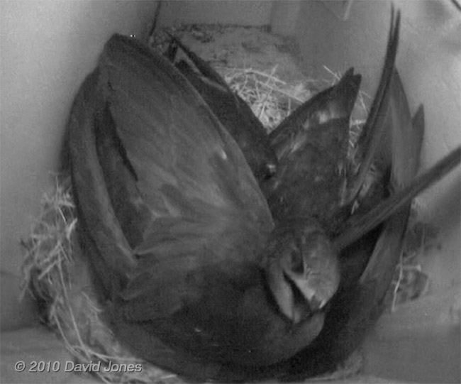 Swift family in SW(UP) tonight - 2: a chick yawns, 10 July
