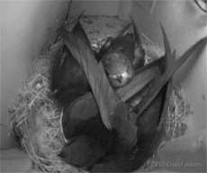 Swift family in SW(UP) tonight - 3: a chick looks at the camera, 10 July