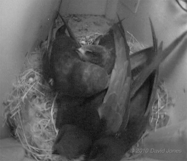 Swift family in SW(UP) tonight - 4: mutual preening, 10 July