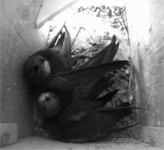 The Swifts in SW(LE) at 8.30am, 11 July