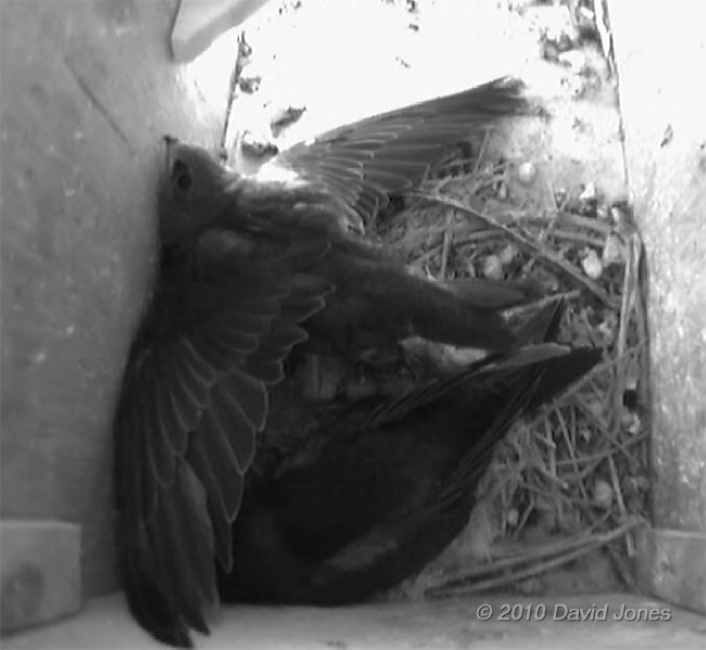 Wing stretching in SW(LE), 11 July - 1