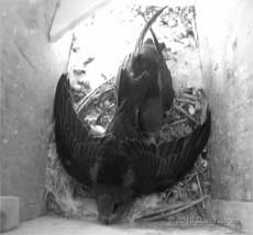 Wing stretching in SW(LE), 11 July