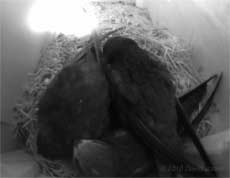  The Swifts in SW(UP) at 8.30am, 11 July