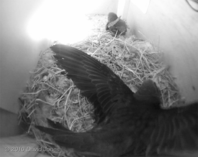 Wing stretching in SW(UP), 11 July - 1