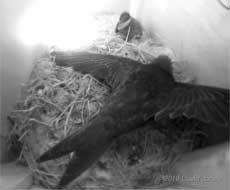 Wing stretching in SW(UP), 11 July