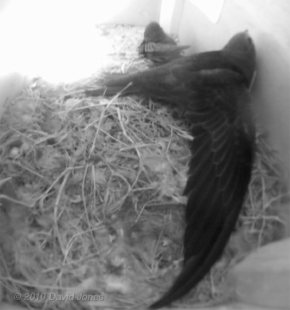 Wing stretching in SW(UP), 11 July - 3