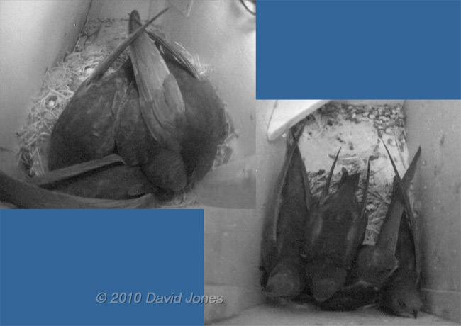 The Swift families tonight at 11pm, 12 July