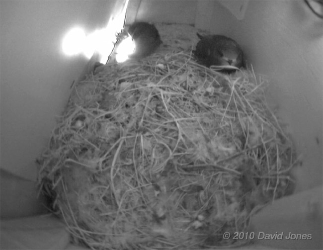 The Swifts in SW(UP) this afternoon, 12 July