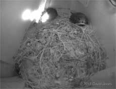 The Swifts in SW(UP) this afternoon, 12 July