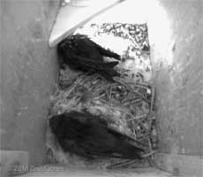 The Swift chicks in SW(LE) on a cool, damp morning, 13 July