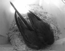 The Swift chicks in SW(UP) on a cool, damp morning, 13 July