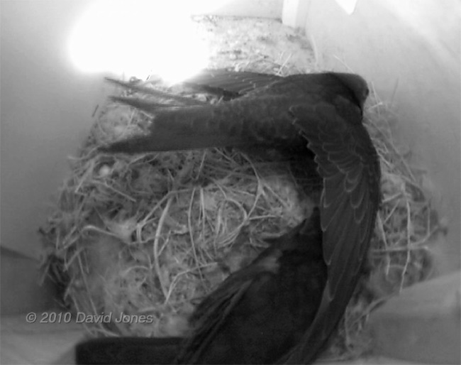 A Swift chick in SW(UP)exercises its flight muscles, 13 July