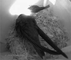  The Swift chicks look out of SW(UP), 13 July
