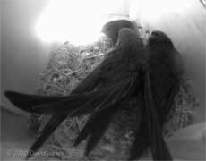 A parent visits SW(UP), 13 July