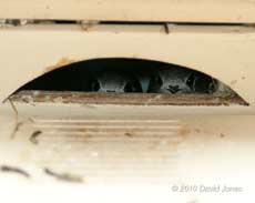 The chicks look out of SW(UP), 13 July