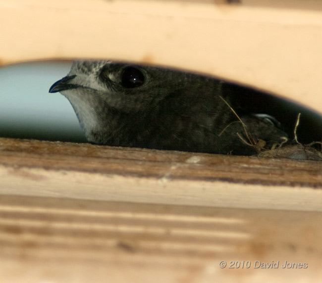 A Swift chick looks out of SW(UP), 13 July - 1