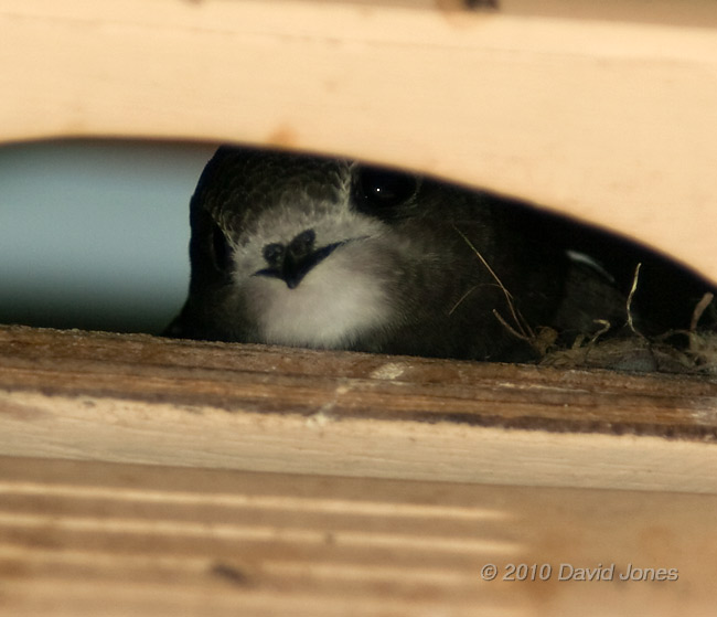 A Swift chick looks out of SW(UP), 13 July - 2