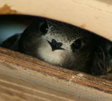 The Swift chicks in SW(UP) looking out, 14 July