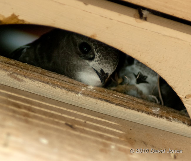 The Swift chicks in SW(UP) looking out, 14 July - 1