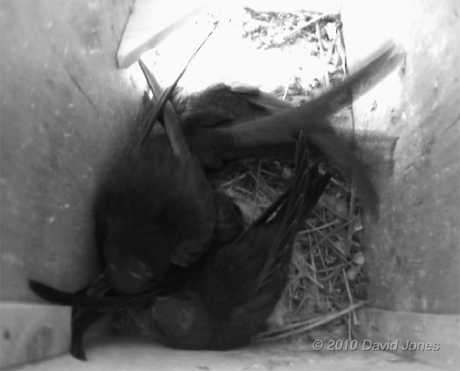  The Swift family in SW(LE) huddles together on a wet morning, 15 July