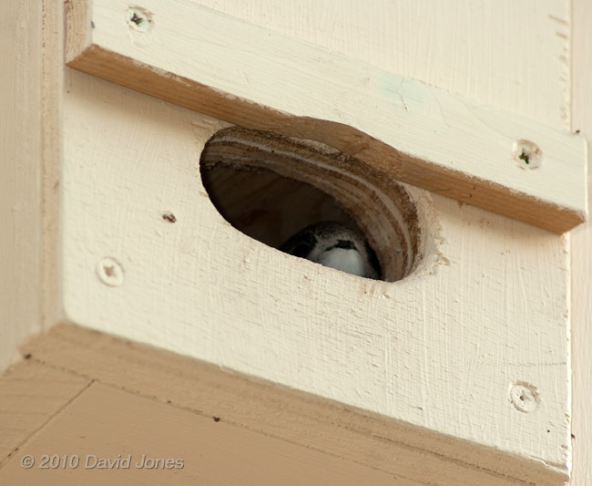 A Swift chick looks out of SW(LE), 15 July