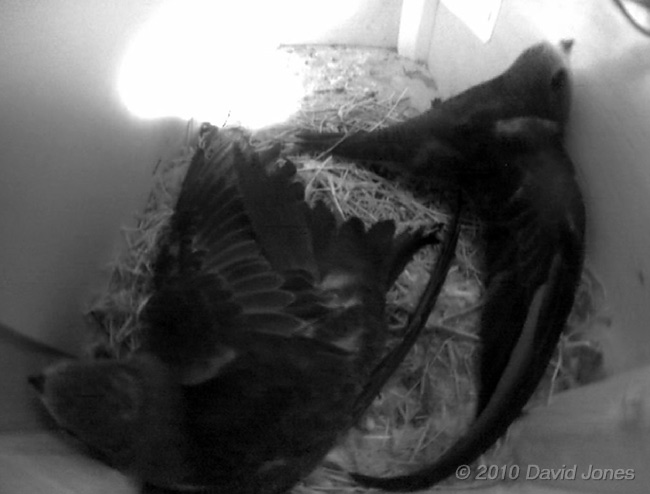 The Swift chicks in SW(UP) stretch their wings, 15 July