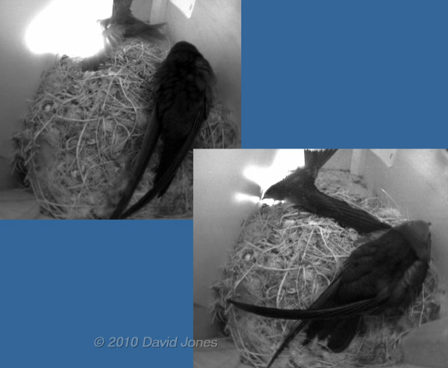 A Swift chick in SW(UP) xercises next to the exit, 15 July