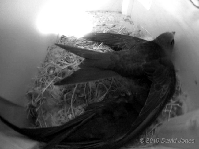  A Swift chick in SW(UP) adopts a gliding posture, 15 July