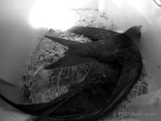  A Swift chick in SW(UP) adopts a gliding posture, 15 July