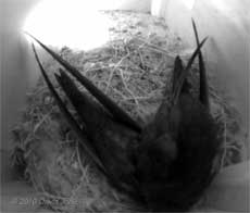 A Swift chicks in SW(UP) rest after exercising their wings, 15 July