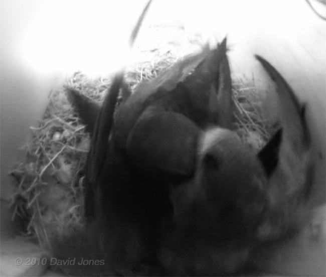  An adult brings lunch to a chick in SW(UP), 15 July