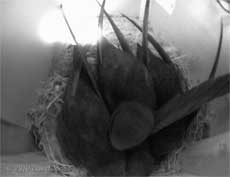 The Swift family in SW(UP) huddles together on a cool evening, 15 July