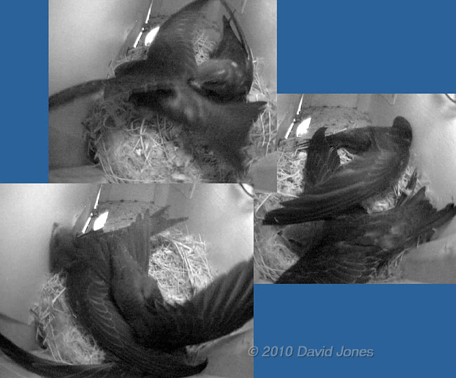  The Swift chicks in SW(UP) exercise their wings tonight, 15 July